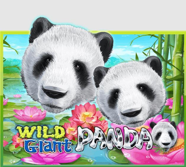918kiss_Wild_Giant_Panda